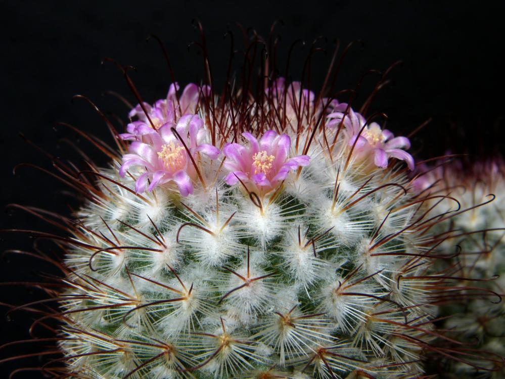 Mammillaria